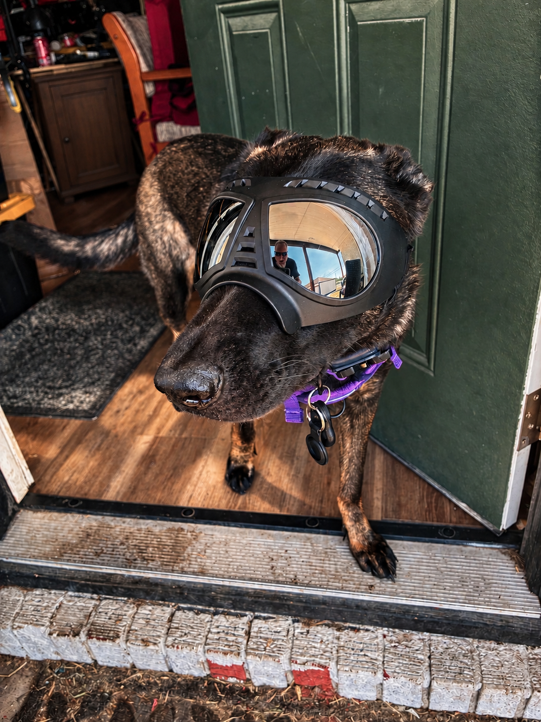 Riley wearing her purple service harness and protective goggles